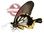 Papilio memnon ssp. A (tale)