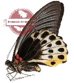 Papilio memnon ssp. anceus? (gA2)