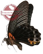 Papilio memnon ssp. agenor
