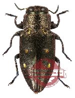 Chrysobothris (s.str.) tristis Deyrolle, 1864