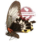Papilio memnon ssp. coeruleus (A2)
