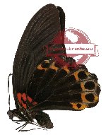 Papilio memnon ssp. merapu