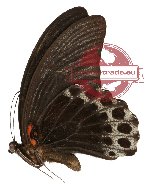 Papilio memnon ssp. oceanicum (A-)
