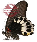 Papilio memnon ssp. perlucidus