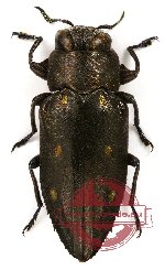 Chrysobothris (s.str.) indica Laporte et Gory, 1922