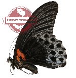 Papilio memnon ssp.? (AA-)