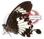 Papilio nephelus ssp. albolineatus (A-)
