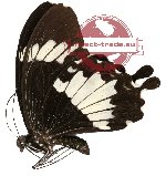 Papilio nephelus ssp. siporanus (A-)