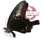 Papilio oenomaus ssp. oenomaus