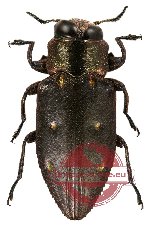 Chrysobothris sp. 2