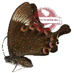 Papilio paris ssp. detanii