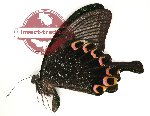 Papilio paris paris Linnaeus, 1758