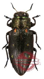 Chrysobothris sp. 3