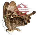 Papilio peranthus sp. kangeanus