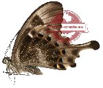 Papilio peranthus ssp. kinesius
