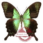 Papilio peranthus ssp. transiens (20 pcs)