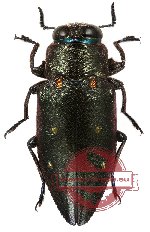 Chrysobothris sp. 4