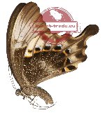 Papilio peranthus ssp. kransi (A-)
