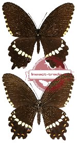 Papilio polytes ssp. theseus