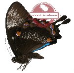 Papilio ulysses ssp. morotaicus (A-)