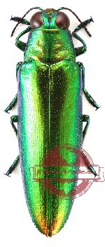 Chrysochroa fulminans ssp.