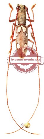 Olenecamptus bilobus tonkineus