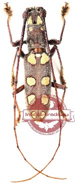 Olenecamptus siamensis (A-)