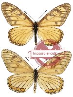 Acraea issoris