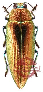 Chrysochroa purpureiventris