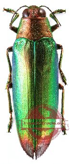 Chrysochroa variabilis