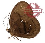 Fanius canens ssp. pallidior (A-)