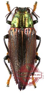 Chrysodema (Gelaeus) oborili laratensis