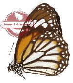 Danaus genutia sumatrana (2 pcs)