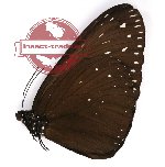 Euploea camaralzeman malayica