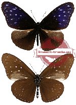 Euploea mulciber mulciber Cramer, 1777 (A-)