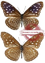 Euploea mulciber mulciber Cramer, 1777 (A-)