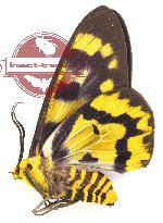Dysphania numana numana (2 pcs A-)