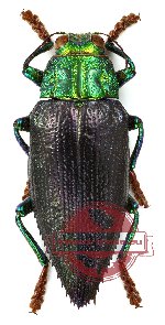 Chrysodema (Gelaeus) walkeri horaki (2 pcs A-)