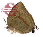 Arhopala hercules (A-)