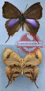 Cheritrella truncatipennis de Niceville, 1887 (A-)