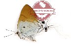 Hypolycaena amabilis