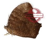 Melanitis phaedima abdullae