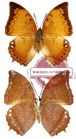 Charaxes distanti phlegmone