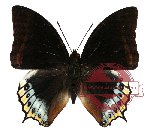 Charaxes eurialus (10 pcs)