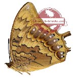 Charaxes latona ssp. latona