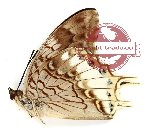 Charaxes orillus ssp. orillus (A2)