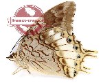 Charaxes orillus ssp. orillus (A2)