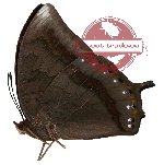 Charaxes setan (A-)