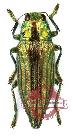 Chrysodema (s.str.) impresicollis