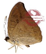 Cynitia telchinia telchinia Menetries, 1857 (A2)